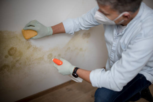 Best Home Mold Removal  in Wanaque, NJ