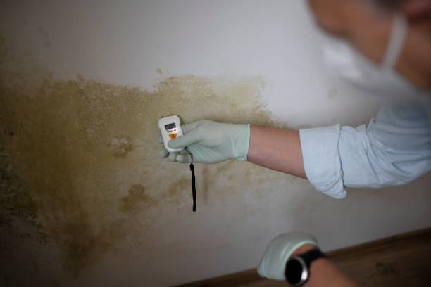 Home Mold Removal in Wanaque, NJ