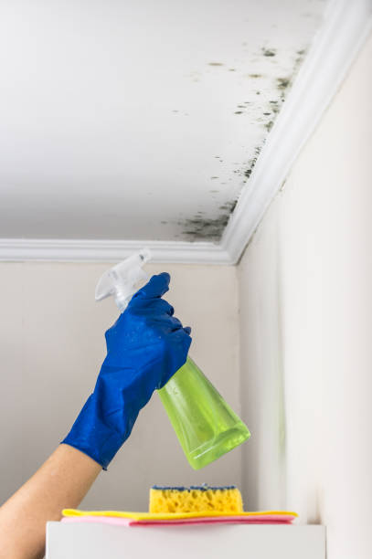 Best Toxic Mold Removal  in Wanaque, NJ